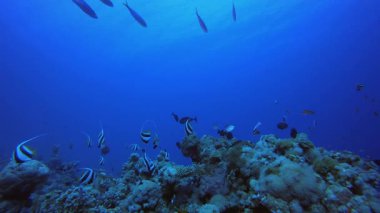 Tropikal resif balığı. Tropik sualtı balığı. Su altı balık resifi denizcisi. Yumuşak ve sert mercanlar. Su altı balık bahçesi resifi. Mercan bahçesi deniz manzarası.