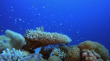 Tropical Reef Underwater Life. Tropical underwater sea fish. Underwater fish reef marine. Soft and hard corals. Underwater fish garden reef. Coral garden seascape.
