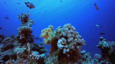 Tropical Reef Underwater Life. Tropical underwater sea fish. Underwater fish reef marine. Soft and hard corals. Underwater fish garden reef. Coral garden seascape.