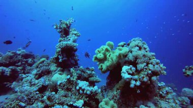 Tropikal resif sualtı yaşamı. Tropik sualtı balığı. Su altı balık resifi denizcisi. Yumuşak ve sert mercanlar. Su altı balık bahçesi resifi. Mercan bahçesi deniz manzarası.