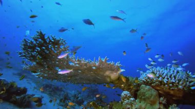 Tropikal Su altı Balıkları. Tropik sualtı balığı. Su altı balık resifi denizcisi. Yumuşak ve sert mercanlar. Su altı balık bahçesi resifi. Mercan bahçesi deniz manzarası.
