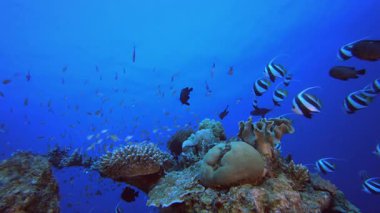 Tropikal Su altı Balıkları. Tropik sualtı balığı. Su altı balık resifi denizcisi. Yumuşak ve sert mercanlar. Su altı balık bahçesi resifi. Mercan bahçesi deniz manzarası.