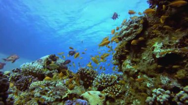 Tropikal Deniz Burnu Renkli Balık. Tropik sualtı balığı. Su altı balık resifi denizcisi. Yumuşak ve sert mercanlar. Su altı balık bahçesi resifi. Mercan bahçesi deniz manzarası.