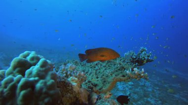 Tropikal Deniz Burnu Renkli Balık. Tropik sualtı balığı. Su altı balık resifi denizcisi. Yumuşak ve sert mercanlar. Su altı balık bahçesi resifi. Mercan bahçesi deniz manzarası.