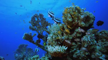 Tropical Triggerfish Coral Reef. Tropical underwater sea fish. Underwater fish reef marine. Soft and hard corals. Underwater fish garden reef. Coral garden seascape.
