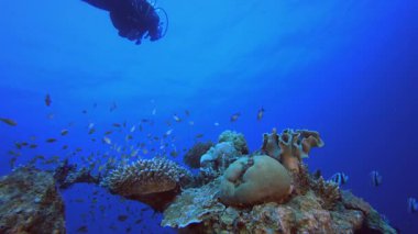 Tropik Sualtı Renkli Resifi ve Dalgıcı. Tropik sualtı balığı. Su altı balık resifi denizcisi. Yumuşak ve sert mercanlar. Su altı balık bahçesi resifi. Mercan bahçesi deniz manzarası.