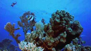 Tropik sualtı balık resifi. Tropik sualtı balığı. Su altı balık resifi denizcisi. Yumuşak ve sert mercanlar. Su altı balık bahçesi resifi. Mercan bahçesi deniz manzarası.