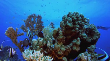 Tropik sualtı resif balığı. Tropik sualtı balığı. Su altı balık resifi denizcisi. Yumuşak ve sert mercanlar. Su altı balık bahçesi resifi.