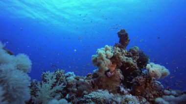Tropik Sualtı Resifi Yumuşak Mercanları. Tropik sualtı balığı. Su altı balık resifi denizcisi. Yumuşak ve sert mercanlar. Su altı balık bahçesi resifi. Mercan bahçesi deniz manzarası.