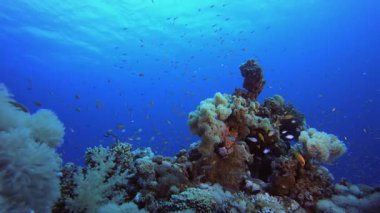 Sualtı Arka plan Tropikal Manzarası. Tropik sualtı balığı. Su altı balık resifi denizcisi. Yumuşak ve sert mercanlar. Su altı balık bahçesi resifi. Mercan bahçesi deniz manzarası.
