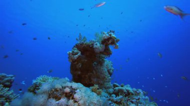 Sualtı Arkaplanı Tropikal Manzara ve Dalgıç. Tropik sualtı balığı. Su altı balık resifi denizcisi. Yumuşak ve sert mercanlar. Su altı balık bahçesi resifi. Mercan bahçesi deniz manzarası.