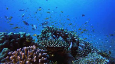 Su altı Güzel Sahne. Tropik sualtı balığı. Su altı balık resifi denizcisi. Yumuşak ve sert mercanlar. Su altı balık bahçesi resifi. Mercan bahçesi deniz manzarası.