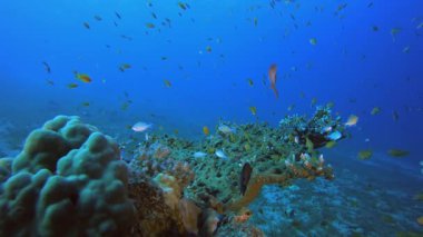 Su altı mercan resifi manzarası. Tropik sualtı balığı. Su altı balık resifi denizcisi. Yumuşak ve sert mercanlar. Su altı balık bahçesi resifi. Mercan bahçesi deniz manzarası.