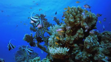 Su altı mercan resif balığı. Tropik sualtı balığı. Su altı balık resifi denizcisi. Yumuşak ve sert mercanlar. Su altı balık bahçesi resifi. Mercan bahçesi deniz manzarası.