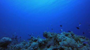 Su altı mercan resif balığı. Tropik sualtı balığı. Su altı balık resifi denizcisi. Yumuşak ve sert mercanlar. Su altı balık bahçesi resifi. Mercan bahçesi deniz manzarası.