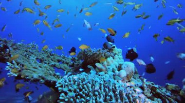 Su altı mercan resif balığı. Tropik sualtı balığı. Su altı balık resifi denizcisi. Yumuşak ve sert mercanlar. Su altı balık bahçesi resifi. Mercan bahçesi deniz manzarası.
