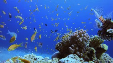 Sualtı Balık Mercan Resifi. Tropik sualtı balığı. Su altı balık resifi denizcisi. Yumuşak ve sert mercanlar. Su altı balık bahçesi resifi. Mercan bahçesi deniz manzarası.