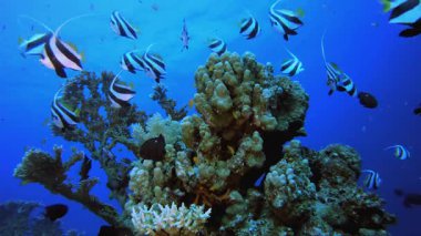 Sualtı Balık Mercan Resifi. Tropik sualtı balığı. Su altı balık resifi denizcisi. Yumuşak ve sert mercanlar. Su altı balık bahçesi resifi. Mercan bahçesi deniz manzarası.