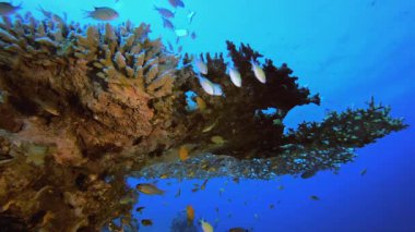 Sualtı Okyanusu Hayat Balığı. Tropik sualtı balığı. Su altı balık resifi denizcisi. Yumuşak ve sert mercanlar. Su altı balık bahçesi resifi. Mercan bahçesi deniz manzarası.
