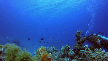 Sualtı Okyanusu Balık ve Dalgıç. Tropik sualtı balığı. Su altı balık resifi denizcisi. Yumuşak ve sert mercanlar. Su altı balık bahçesi resifi. Mercan bahçesi deniz manzarası.