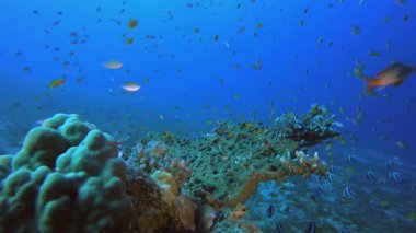 Sualtı Sahne Renkli Dünyası. Tropik sualtı balığı. Su altı balık resifi denizcisi. Yumuşak ve sert mercanlar. Su altı balık bahçesi resifi. Mercan bahçesi deniz manzarası.