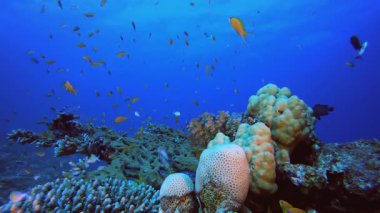 Sualtı Sahne Mercan Resifi. Tropik sualtı balığı. Su altı balık resifi denizcisi. Yumuşak ve sert mercanlar. Su altı balık bahçesi resifi. Mercan bahçesi deniz manzarası.