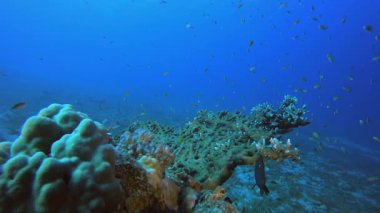 Deniz altı sert mercan. Tropik sualtı balığı. Su altı balık resifi denizcisi. Yumuşak ve sert mercanlar. Su altı balık bahçesi resifi. Mercan bahçesi deniz manzarası.