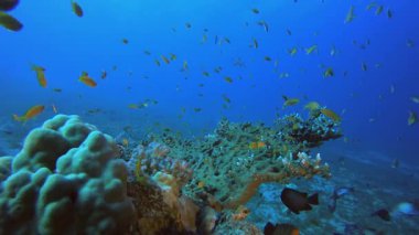 Su altı Deniz Resifi. Tropik sualtı balığı. Su altı balık resifi denizcisi. Yumuşak ve sert mercanlar. Su altı balık bahçesi resifi. Mercan bahçesi deniz manzarası.