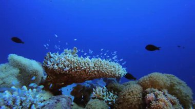 Sualtı Tropikal Hayatı. Tropik sualtı balığı. Su altı balık resifi denizcisi. Yumuşak ve sert mercanlar. Su altı balık bahçesi resifi. Mercan bahçesi deniz manzarası.