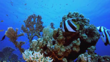 Sualtı Tropikal Balık. Tropik sualtı balığı. Su altı balık resifi denizcisi. Yumuşak ve sert mercanlar. Su altı balık bahçesi resifi. Mercan bahçesi deniz manzarası.
