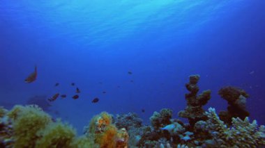 Sualtı Tropikal Mercan Resifi. Tropik sualtı balığı. Su altı balık resifi denizcisi. Yumuşak ve sert mercanlar. Su altı balık bahçesi resifi. Mercan bahçesi deniz manzarası.