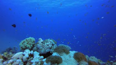 Sualtı Tropikal Resifi Ambience. Tropik sualtı balığı. Su altı balık resifi denizcisi. Yumuşak ve sert mercanlar. Su altı balık bahçesi resifi. Mercan bahçesi deniz manzarası.