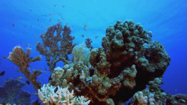 Underwater Tropical Reef Seascape and Diver. Tropical underwater sea fish. Underwater fish reef marine. Soft and hard corals. Underwater fish garden reef. Coral garden seascape.