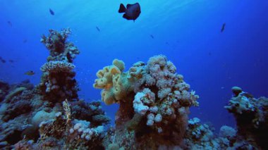 Underwater World Coral Fish Reef. Tropical underwater sea fish. Underwater fish reef marine. Soft and hard corals. Underwater fish garden reef. Coral garden seascape.