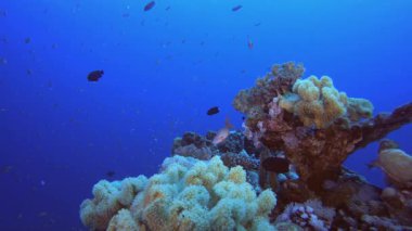 Mercan Kayalıkları Deniz Burnu. Tropik sualtı balığı. Su altı balık resifi denizcisi. Yumuşak ve sert mercanlar. Su altı balık bahçesi resifi. Mercan bahçesi deniz manzarası.