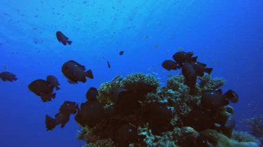 Balık Mavi Deniz Suyu. Tropik sualtı balığı. Su altı balık resifi denizcisi. Yumuşak ve sert mercanlar. Su altı balık bahçesi resifi. Mercan bahçesi deniz manzarası.