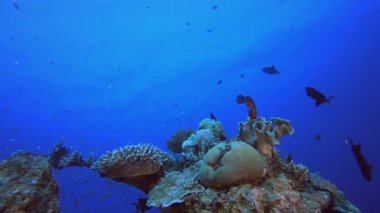 Su altı Mercan Resifi. Tropik sualtı balığı. Su altı balık resifi denizcisi. Yumuşak ve sert mercanlar. Su altı balık bahçesi resifi. Mercan bahçesi deniz manzarası.