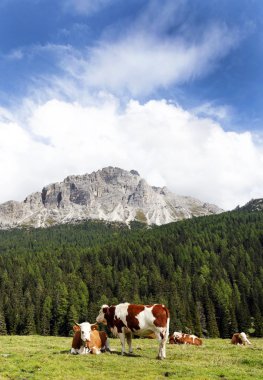 Misurina lake yakınındaki mera üzerinde ineklerin