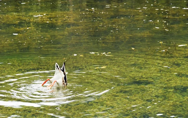 Kachna divoká ponořené, Antorno jezero — Stock fotografie