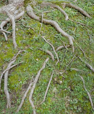 Ormandaki ağaç kökleri