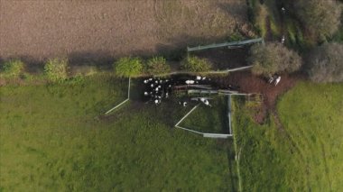İngiltere, Kış ve Tarlalarda İHA kullanılarak yukarıdan vurulan 4K inekler sürüsü
