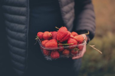 Yetişkinlerin elinde tutulan bir böğürtlende taze toplanmış çilek. Yakın çekim.