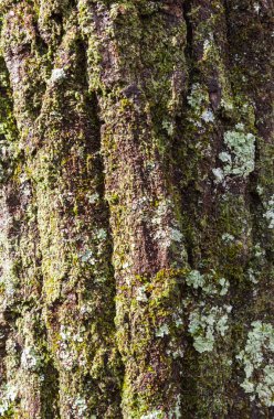 Ahşap tahıl kabuğu doku