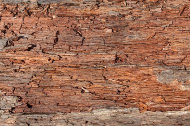 Ahşap tahıl kabuğu doku