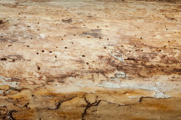 Słojów drewna kory tekstura — Zdjęcie stockowe