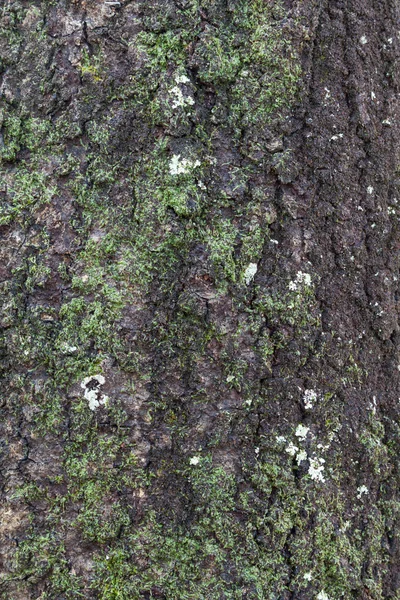 Madeira textura casca de grão — Fotografia de Stock