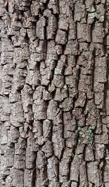 Madeira textura casca de grão — Fotografia de Stock