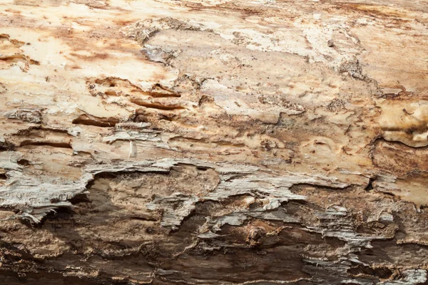 Textura de corteza de grano de madera — Foto de Stock