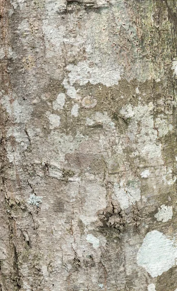 Madeira textura casca de grão — Fotografia de Stock