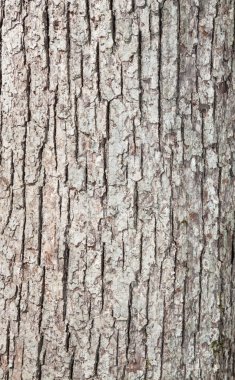 Ahşap tahıl kabuğu doku